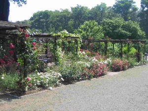 Rosengarten: Juni 2008